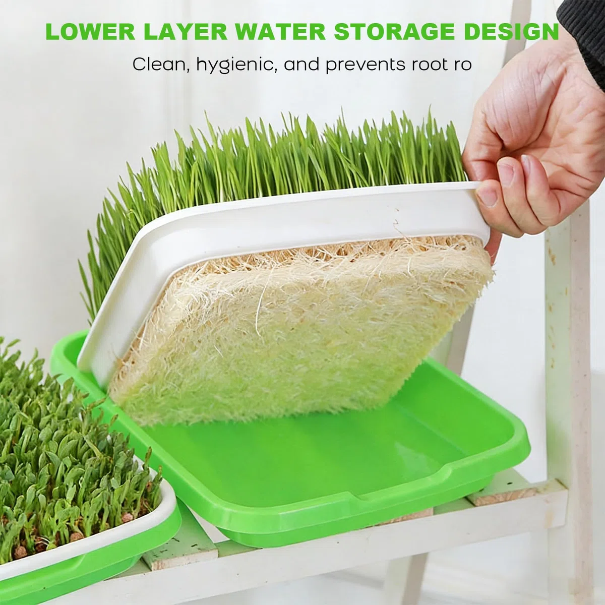 ZONJIE 5 bandejas para germinar brotes – Seed Sprouter Tray – Bandeja para germinar 32 cm x 25 cm Berro bandeja germinación bandeja para germinar microgreens, berros, frijol mungo, alfalfa, hierba de