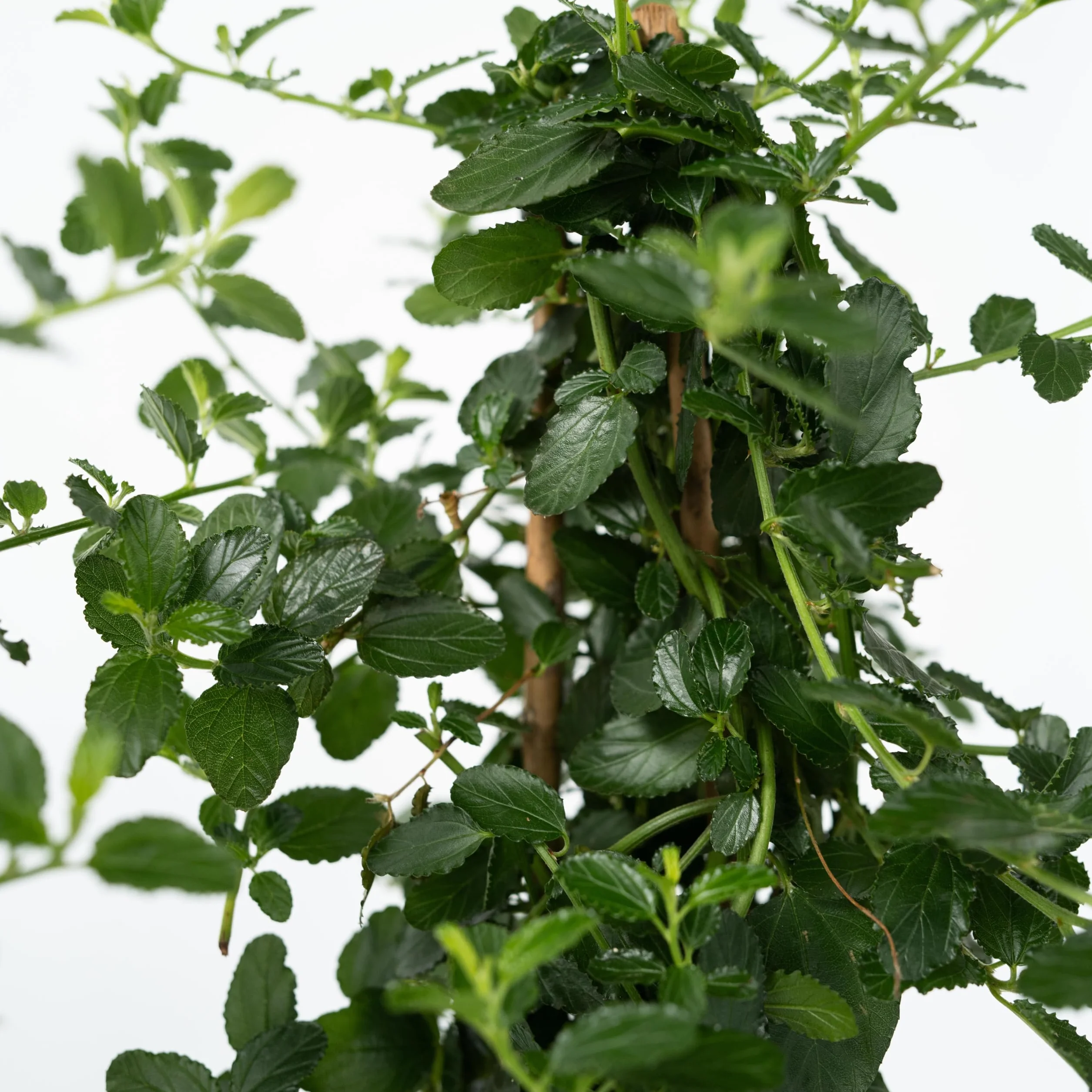 Plant in a Box - Ceanothus thyrsiflorus Repens - Set de 2 - Floración primaveral - Hojas brillantes - Arbusto perennifolio - Maceta 17cm - Altura 60-70cm
