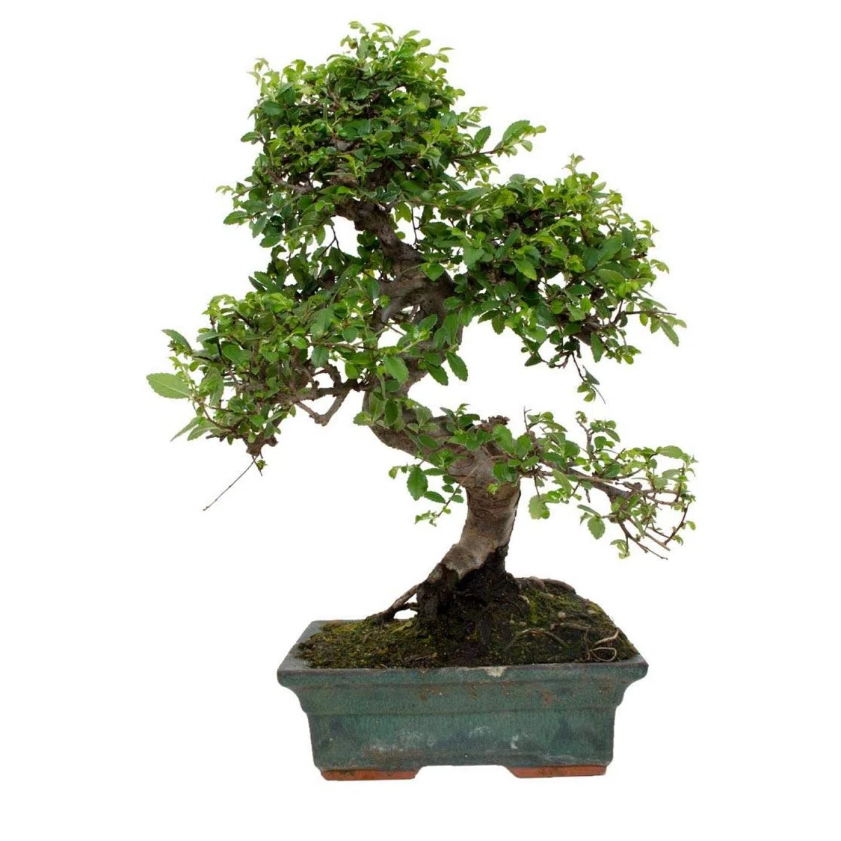 Bonsái Olmo de 8 Años Zelkova Parvifolia Árbol Natural