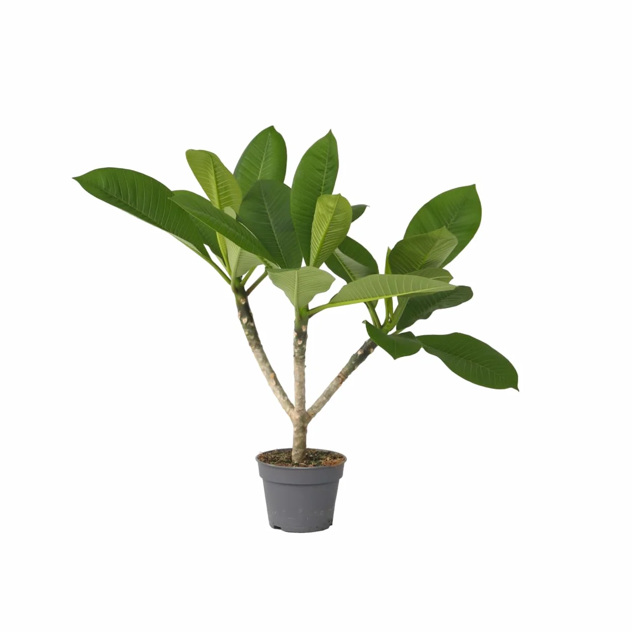 Plant in a Box - Plumeria Hawaiiana Frangipani - Planta Tropical de Interior Ornamental - Maceta 17 cm - Altura 45-55 cm - Futura Floración Aromática