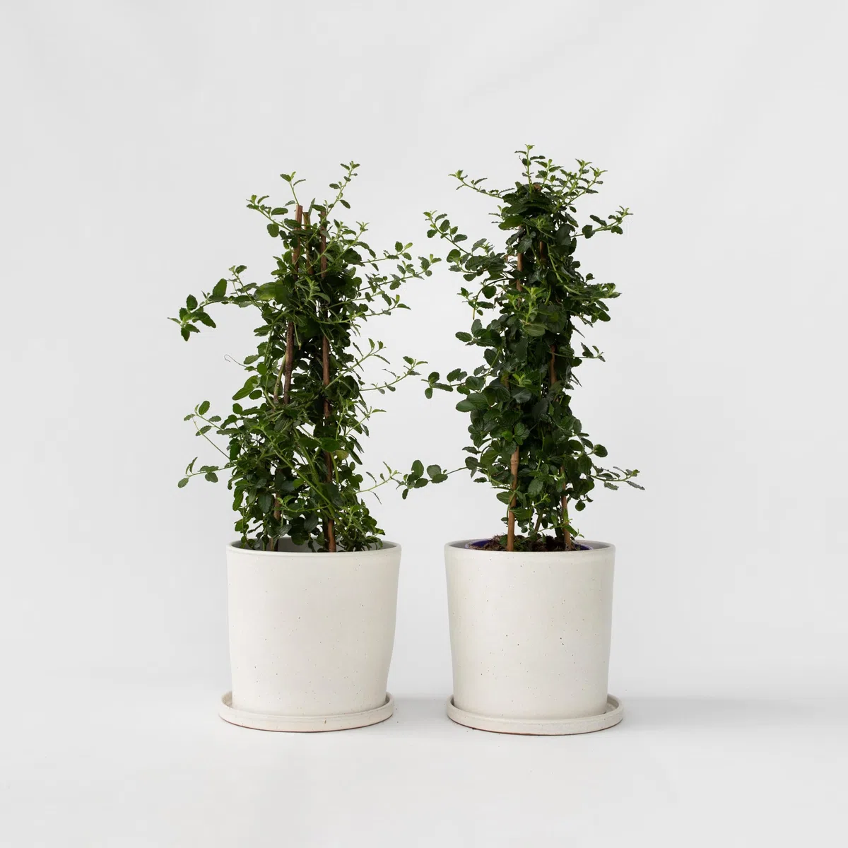 Plant in a Box - Ceanothus thyrsiflorus Repens - Set de 2 - Floración primaveral - Hojas brillantes - Arbusto perennifolio - Maceta 17cm - Altura 60-70cm