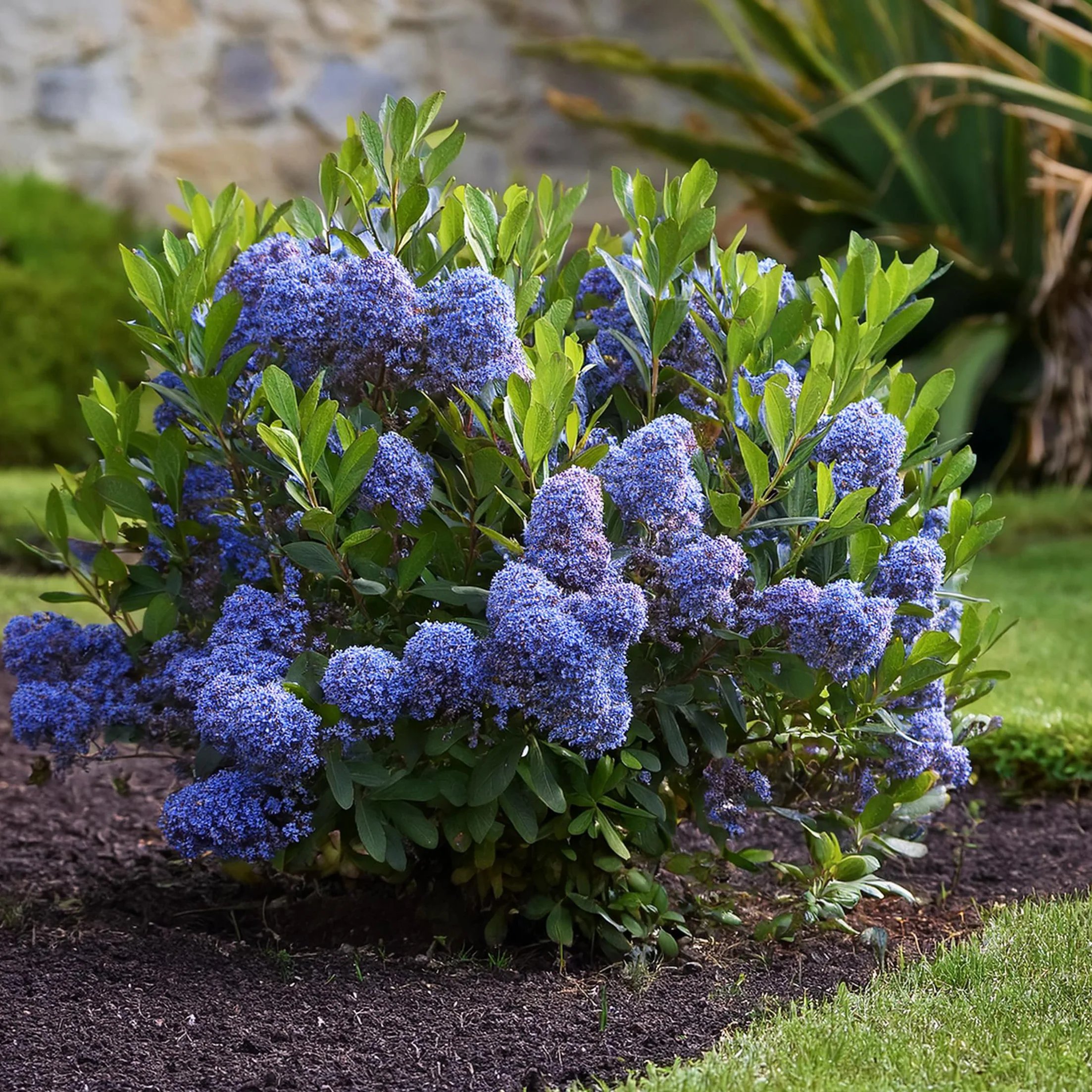 Plant in a Box - Ceanothus thyrsiflorus Repens - Set de 2 - Floración primaveral - Hojas brillantes - Arbusto perennifolio - Maceta 17cm - Altura 60-70cm