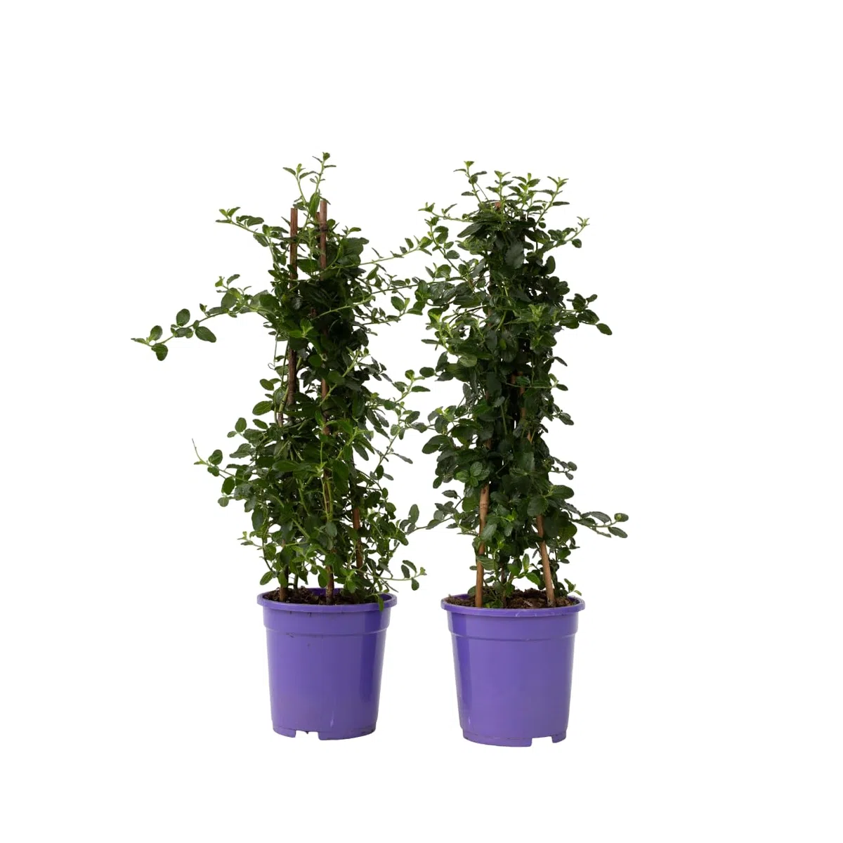Plant in a Box - Ceanothus thyrsiflorus Repens - Set de 2 - Floración primaveral - Hojas brillantes - Arbusto perennifolio - Maceta 17cm - Altura 60-70cm