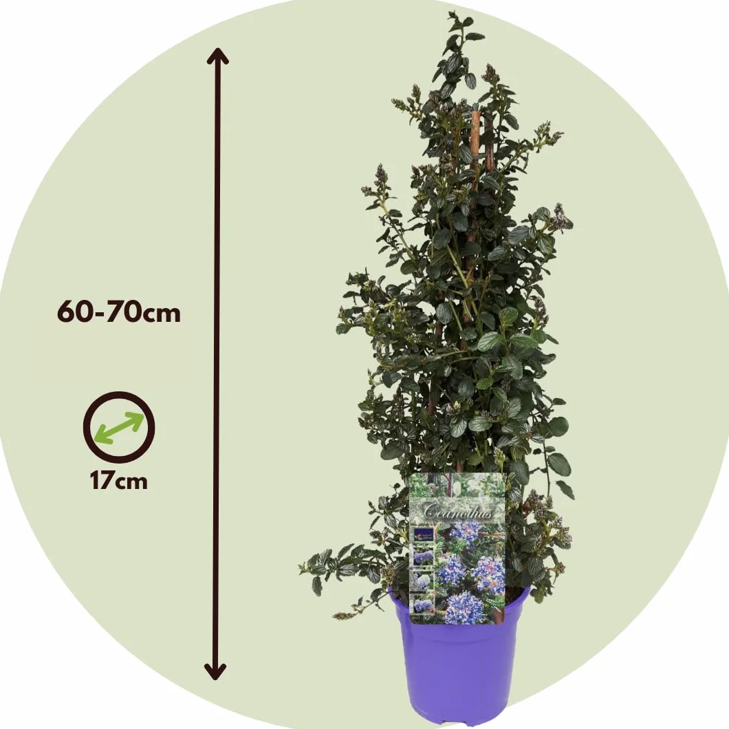 Plant in a Box - Ceanothus thyrsiflorus Repens - Set de 2 - Floración primaveral - Hojas brillantes - Arbusto perennifolio - Maceta 17cm - Altura 60-70cm