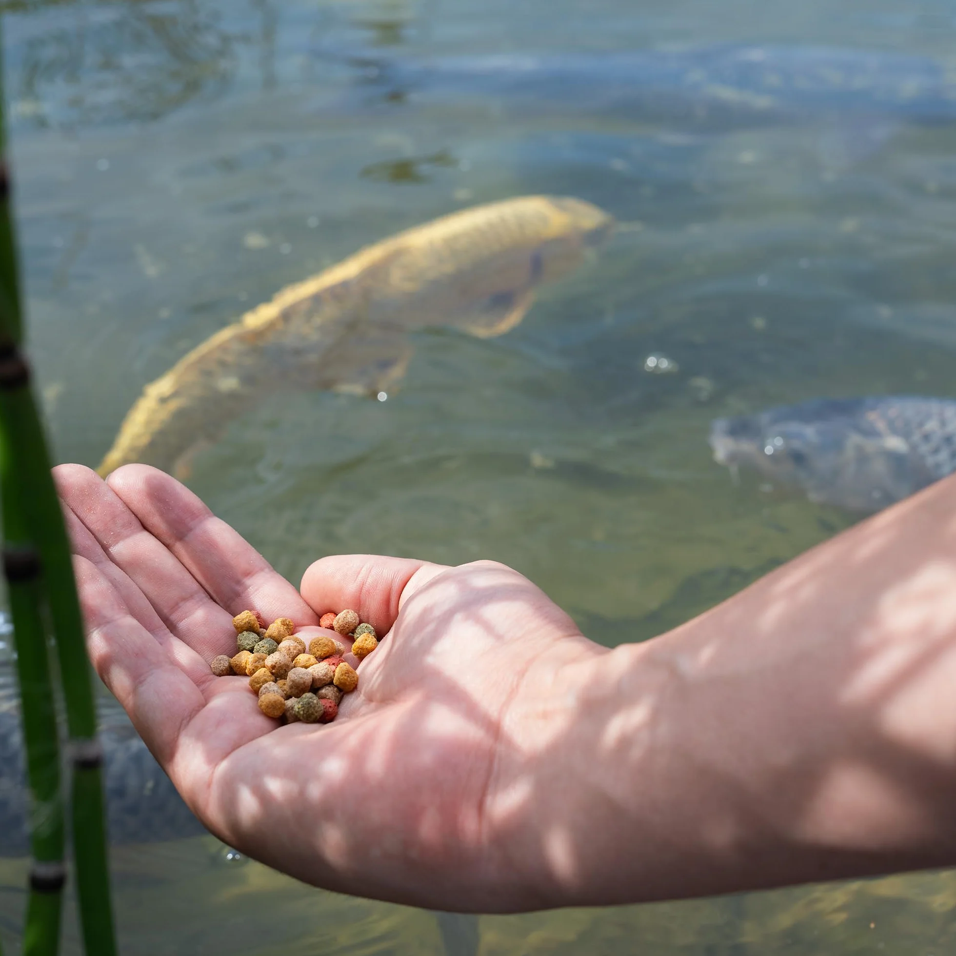 AquaForte Alimento Flotante para Peces Ornamentales, 15 kg, Gránulos Medianos 6 mm, Mezcla de 4 Tipos